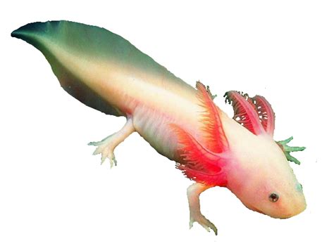 axolotl png